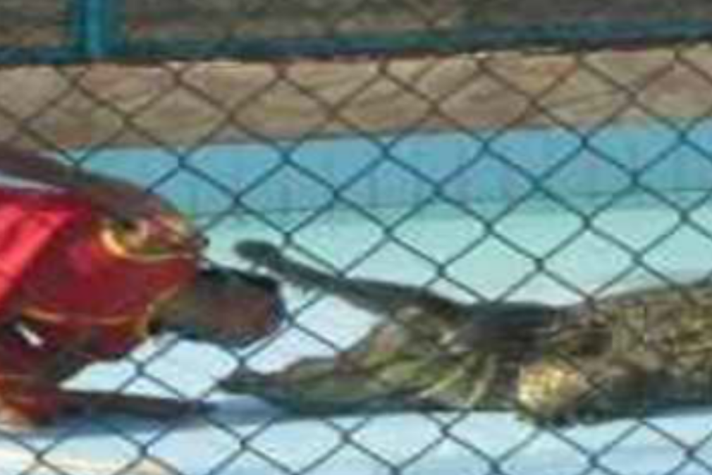 Шоу крокодилов в Шарм эль Шейхе 30$