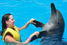 Плавание с дельфинами 60$