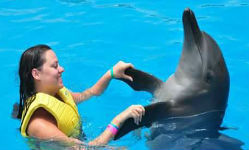 Плавание с дельфинами в Шарм Эль Шейхе 55 $