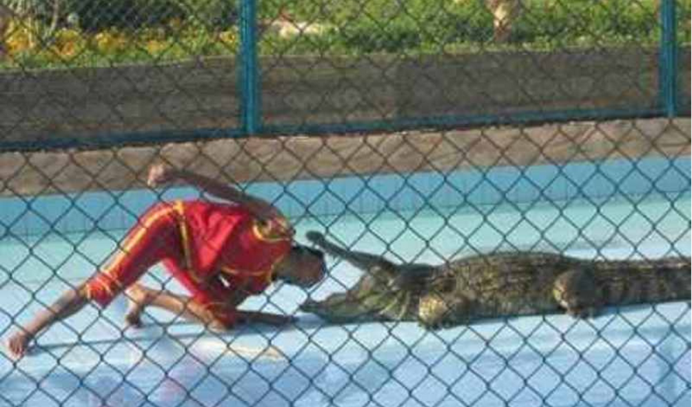 Шоу крокодилов в Шарм эль Шейхе